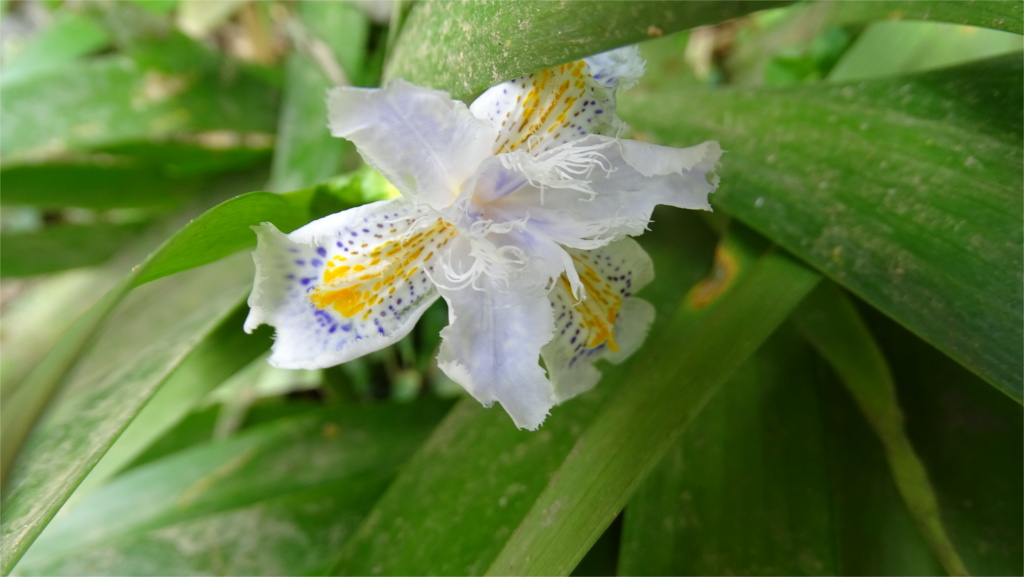 Iris japonica (fringed iris) flowering by the path to the Khecheopalri lake