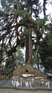 pine-norbugang-throne