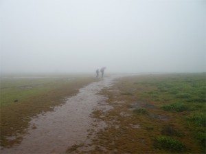 Gentle visitors to the Kaas plateau