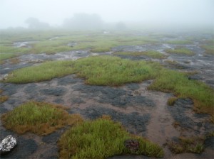 The soil of the Kaas Plateau is very poor in parts