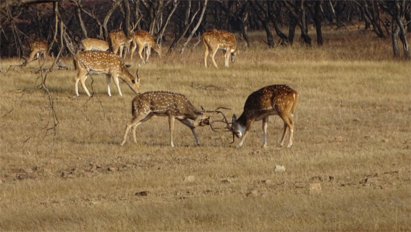 Sparring adolescent cheetals in Ranthambore