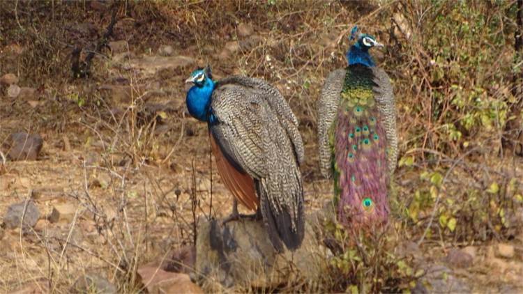 Peacocks in Ranthambore
