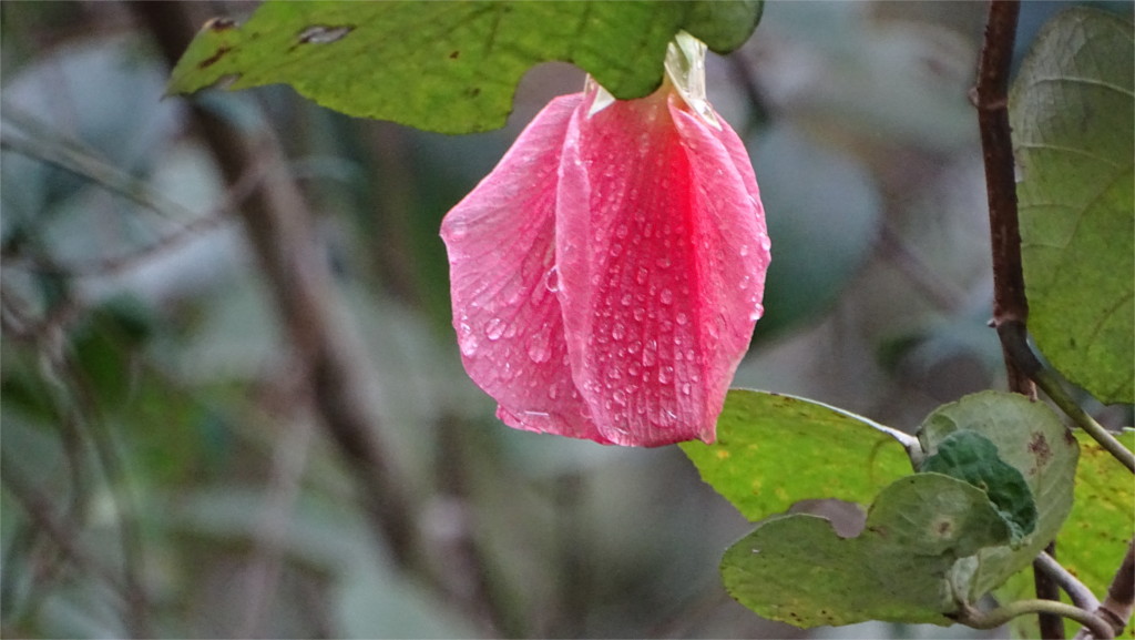 Unknown flower in Bhitarkanika National park, Odisha
