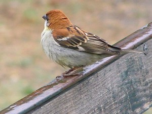 Russet sparrow, Passer rutilans, Paro airport, Bhutan