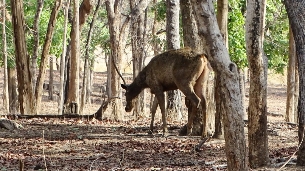 Defeated male sambar in Pench National Park