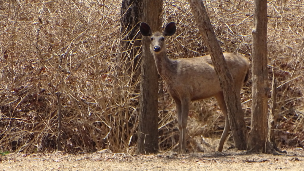 Wary sambar approaches a water hole in Pench National Park