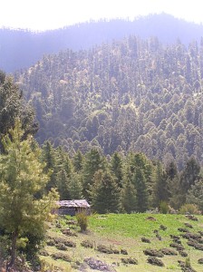 View of a pine forest near Ura, Bhutan