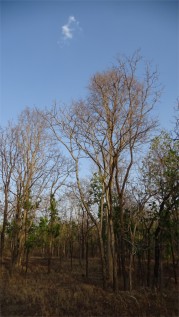 Pench is a mixed forest