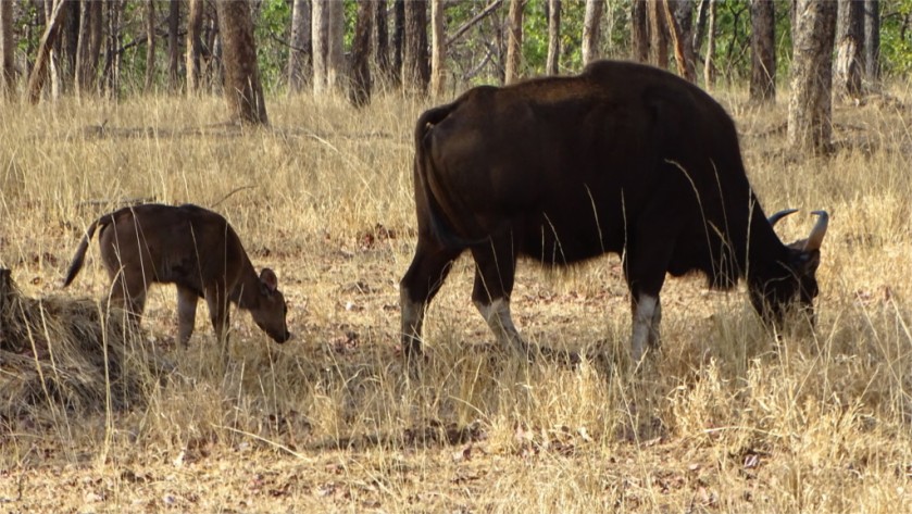 Gaur with young calf in Pench National Park