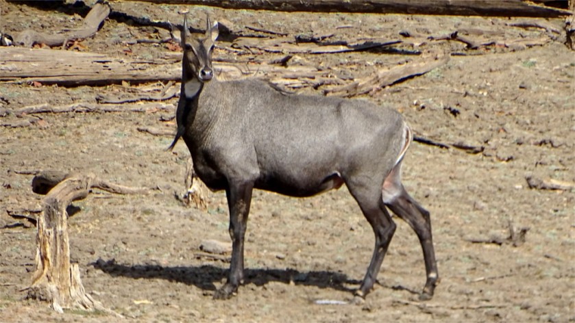Nilgai in Pench National Park
