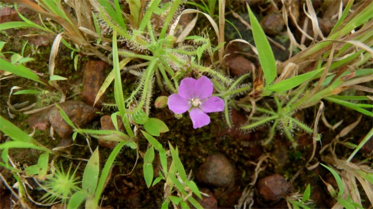 Drosera indica flowering