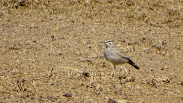 Greater hoopoe lark, photographed with difficulty