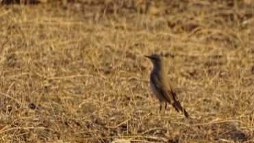 The male of the Isabelline wheatear