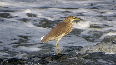 An Indian pond heron (Ardeola grayii) in water with detergent