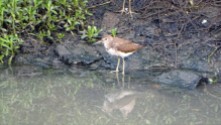 A common sandpiper goes down to the waterline