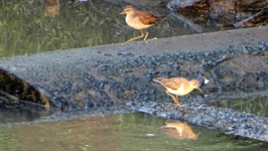 Common sandpipers foraging