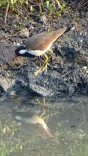 A red wattled lapwing forages above the water line