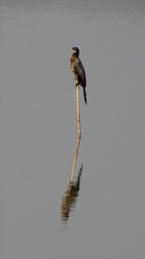 Indian cormorant, in its usual pose