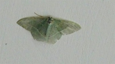 Moth1611