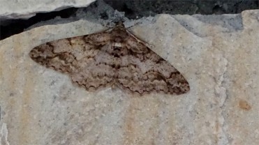 Moth1614