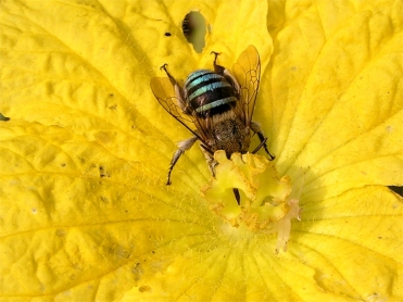 A bumblebee