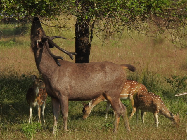 sambar deer – Don't hold your breath